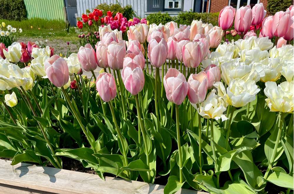 Tulpan ‘Salmon van Eijk’